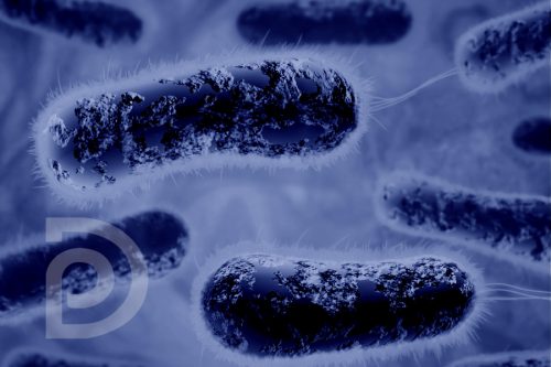 bacteria-drdiogopazzini
